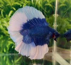 Features a unique tail shaped like two half moons. H107 Thai Import Royal Blue Butterfly Halfmoon Double Tail Male Betta Live Fish Betta Betta Breeding Live Fish