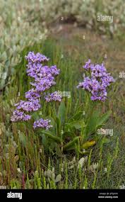 Image result for Limonium vulgare