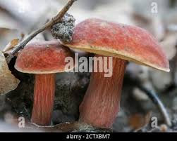 The Ruby Bolete Hortiboletus Rubellus Is An Edible Mushroom Stacked Macro Photo Stock Photo Alamy