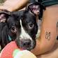 Dog Behavior 101 event in Fairport, NY