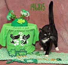 Greene Adopt Me Today For More Information Please Visit Www Sandersvilleanimalshelter Com I Am Located In Sandersville Ga Animal Shelter Adoption Pets