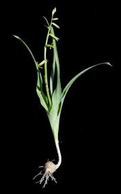 Image result for Dipcadi vaginatum