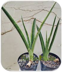 Image result for Sansevieria pearsonii