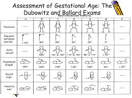 Ppt Assessment Of Gestational Age Powerpoint Presentation