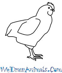 Why did the chicken cross the road? How To Draw A Chicken