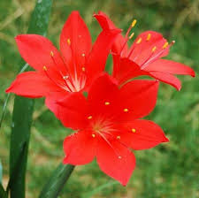 Image result for Cyrtanthus welwitschii