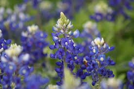 There are few other places where you can experience all four seasons in just one day. 6 Bluebonnet Flower Facts Little Feet Big Adventures
