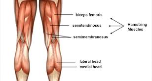 Get information about hamstring injuries (pulled hamstring), including symptoms, causes, treatment, and prevention. Importance Of Hamstring Flexibility In The Golf Swing Golf Performance Center