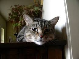 As most cats live an average of 9 to 15 years, this becomes an average lifetime cost of $7,646 to $12,500. My Cat Brat S Cremation Youtube