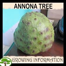 Check spelling or type a new query. Annona Tree How To Grow Care