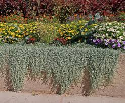 Image result for Dichondra