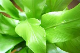 アスプレニウム Asplenium Spp の育て方 色々な育て方の情報 育て方ボックス