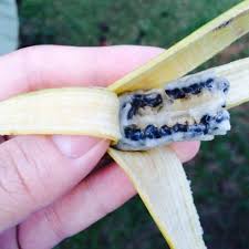 تويتر Kaithefishguy على تويتر Ever Seen A Banana With Seeds In One Of My Trips To Malaysia I Found Very Wild Bananas Growing In The Forest How Wild Wild Enough That