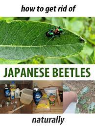 How To Get Rid Of Japanese Beetles Naturally New Life On A Homestead Homesteading Blog Japanese Beetles Japanese Beetles Repellant Japanese Beetles Trap