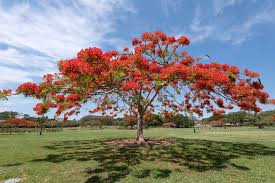 The flamboyant tree and the peacock tree. How To Care For A Royal Poinciana Tree Lawn Com Au