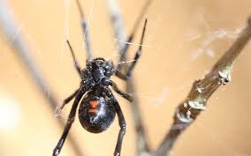 Widow(er)s have a 30% elevated risk of death in the first 6 months after their spouses died. How To Prevent Black Widow Spider Infestation In Utah This Fall Utah Pest Control