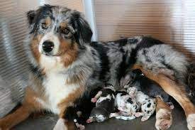 5 out of 5 stars (6,188) 6,188 reviews $ 23.99 free shipping favorite add to. Image Result For Newborn Blue Merle Australian Shepherd Puppies Australian Shepherd Puppies Aussie Dogs Australian Shepherd Blue Merle