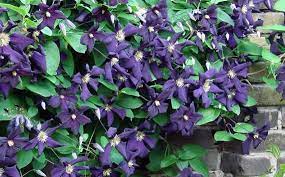 Laagste prijsgarantie gratis verzending vanaf 50 €. Klimplanten Groenblijvend Zelfhechtend Of Winterhard Klimplanten Groenblijvend Tuintips