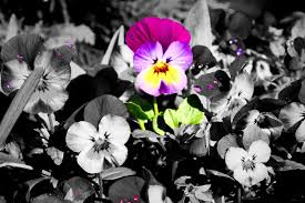 Black And White Picture With Color Accents Black And White Photos With Color Accents And We Had To Make It Black And White While Leaving A Color Splash Photo Color Splash Color Splash Photography