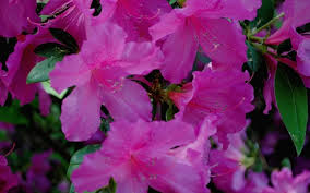 Formosa Southern Indica Azalea Buy Plants Online Plants Online Buy Plants