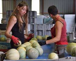 Jobs D Ete L Agriculture Et L Animation Recrutent