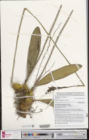 Image result for Bulbophyllum saltatorium