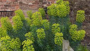 Maybe you would like to learn more about one of these? Top 12 Fast Growing Evergreen Shrubs For Filling In Spaces Quickly Pyracantha Co Uk