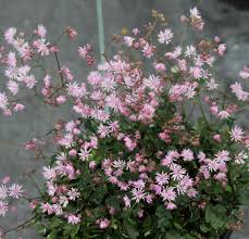 Image result for Thalictrum