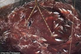 Onur tuna — susar 03:09. Greenpeace Tuna Video Shows Horrific Fishing Methods Used Daily Mail Online