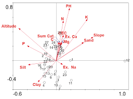 Image result for Diplolophium africanum