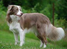 Lilac And White Border Collie Border Collie Lilac Collie Border Collie Puppies