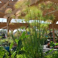 Image result for Cyperus dives