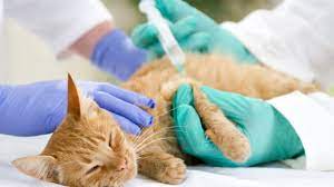 Der einsatz von impfstoffen gegen verschiedenste krankheiten rettet so leben, auch das von haustieren. Katzen Impfen Darauf Sollten Sie Achten Katzenwelt Net