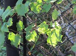 They bloom in the early summer, after which the small groups of the another thing with grapes of the wild grape vine is to juice them. Investigating Vines A Familiar Fruit Seasons Flow