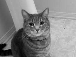 How much you feed your cat depends on his current weight and your safe goals for weight loss. Cat Losing Weight And Pulling At Fur Is She Sick
