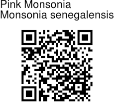 Image result for Monsonia senegalensis