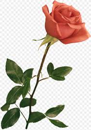 520 bunga mawar kartun digambar tangan png grafik gambar unduh. Flower Floral Design Drawing Blue Rose Garden Roses Png 3331x4734px Flower Blue Rose Branch Bud Centifolia