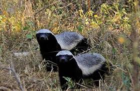 New Film Stars Kruger S Honey Badgers Africa Geographic Blog Honey Badger Badger Honey Badger Meme
