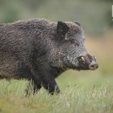 Lihat juga resep ungkep kuning babi hutan enak lainnya. Babi Hutan Mengamuk Di Dalam Mal 5 Orang Luka Global Liputan6 Com