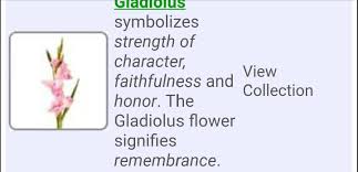 Gladiolus Flower Meaning Also August Flower Gladiolus Flower Meaning Gladiolus Flower Flower Meanings