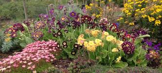 Image result for Primula x pubescens