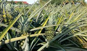 Langka pohon nanas berbuah lebih dari satu youtube. Bermodalkan 3 000 Anak Pokok Kini Sudah Bergelar Jutawan Lelaki Ini Kongsikan Tips Penanaman Nanas Md2