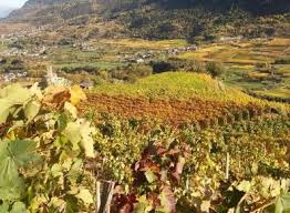 Sergio pellissier (aosta, 12 april 1979) is een italiaanse voetballer die doorgaans als aanvaller speelt. Azienda Vitivinicola Weingut Pellissier Aostatal