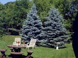 Dwarf form of blue spruce. Spruce Baby Blue Eyes Dwarf Blue Spruce Front House Landscaping Blue Spruce Tree Blue Spruce