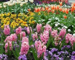 Pentru că sunt multe varietăți, mai jos îți prezentăm cele mai frumoase flori de primăvară vei putea planta în grădină flori de zambile albe, roz, galbene, purpurii, portocalii, etc. Flori Indragite Primavara Amenajare Gradina Primavara Plante Bulboase Decorative Gradina Flori Spatii Verzi