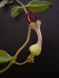 Image result for Ceropegia rubella