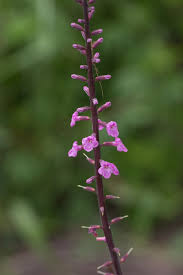 Image result for Priva flabelliformis