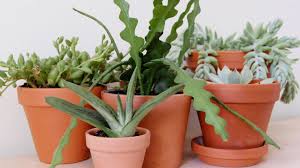 Check spelling or type a new query. 9 Varieties Of Succulent Plants For Indoor Growing