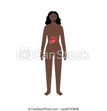 Physiology, structure, medical profession, morphology, healthy. Pain In Woman Body Pain Or Inflammation In Stomach Adult Black Woman Anatomy Poster Ache In Female Human Body Internal Canstock