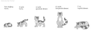 Kedilerde Hayat Dongusu Eodev Com